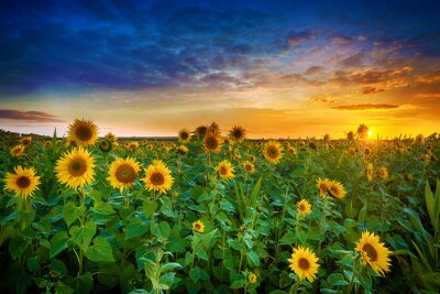 Sonnenblumenfeld am Abend