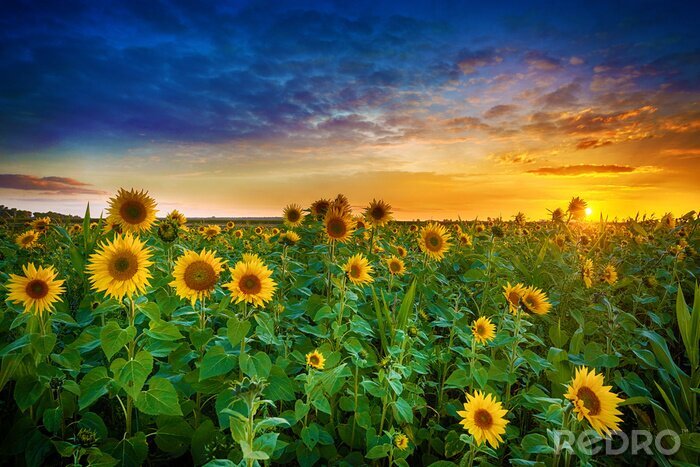 Fototapete Sonnenblumenfeld am Abend