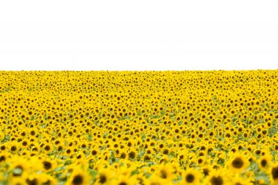 Fototapete Sonnenblumenfeld auf hellem Hintergrund