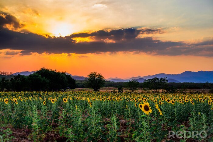 Fototapete Sonnenblumenfeld bei Sonnenuntergang