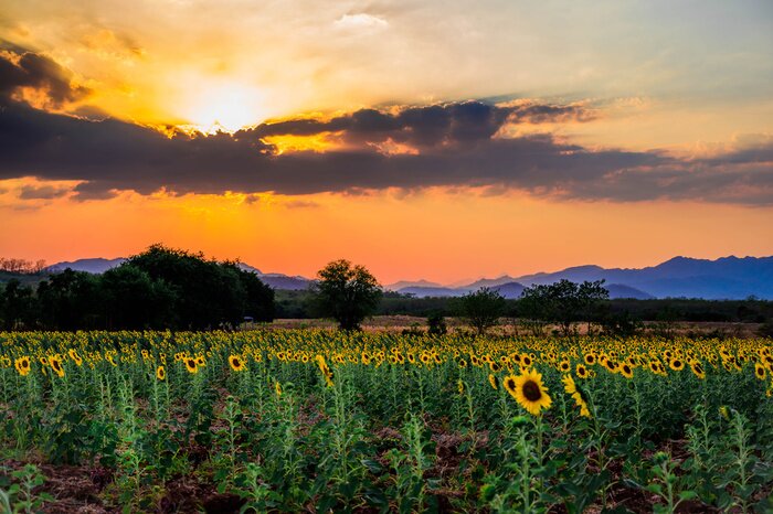 Fototapete Sonnenblumenfeld bei Sonnenuntergang
