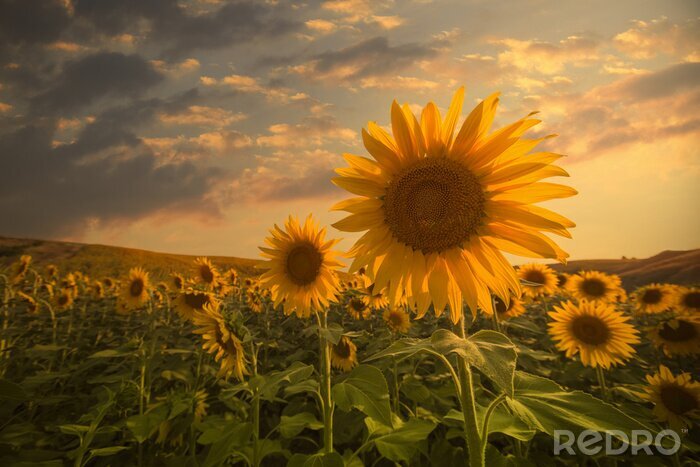 Fototapete Sonnenblumenfeld Himmel und Wolken