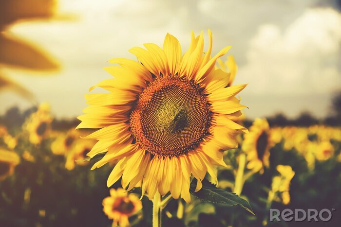 Fototapete Sonnenblumenfeld im Retro-Farbton