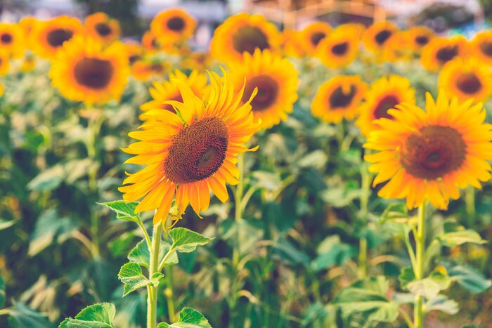 Fototapete Sonnenblumenfeld in der Sonne