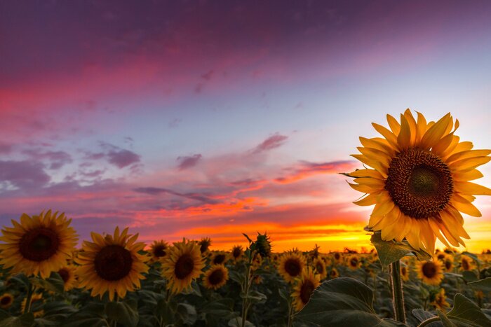 Fototapete Sonnenblumenfeld und rosa Himmel