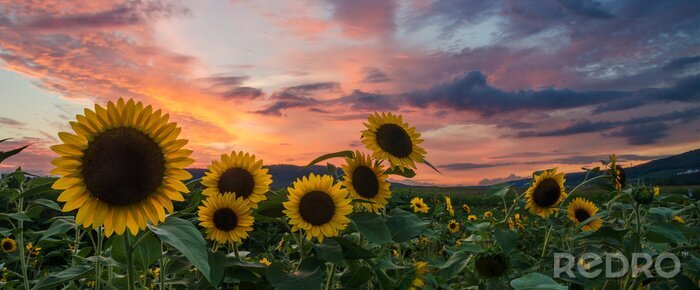 Fototapete Sonnenblumenfeld und Sonnenuntergang