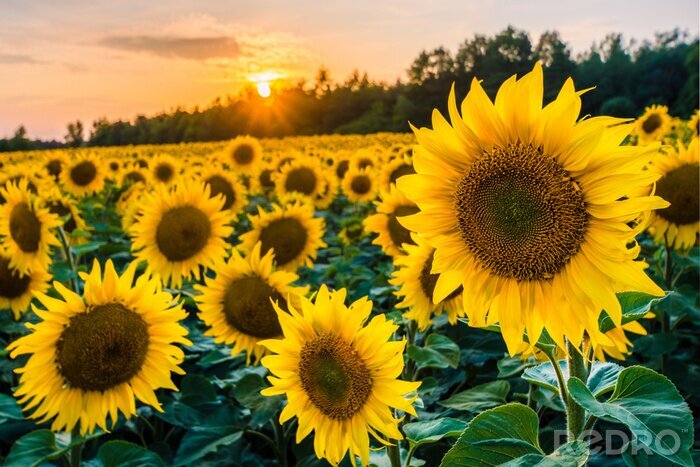 Fototapete Sonnenblumenfeld und untergehende Sonne