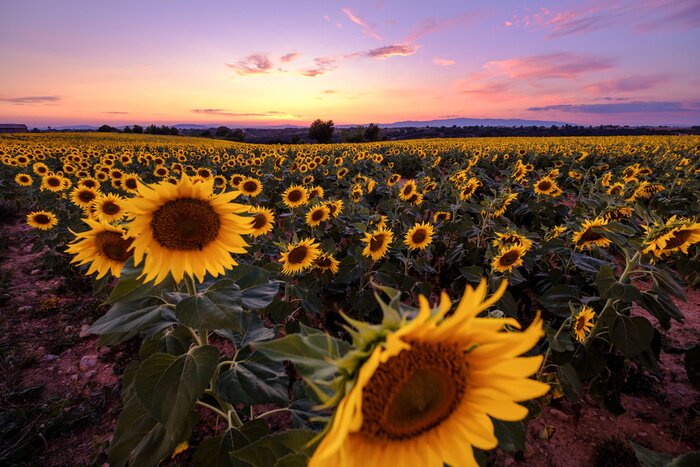 Fototapete Sonnenblumenfeld und violetter Himmel
