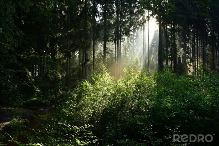 Fototapete Sonnenlicht im Wald