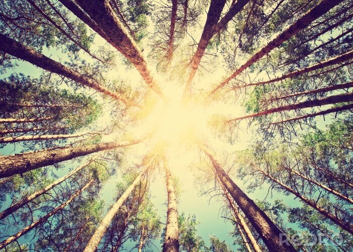 Fototapete Sonnenschein über Bäumen
