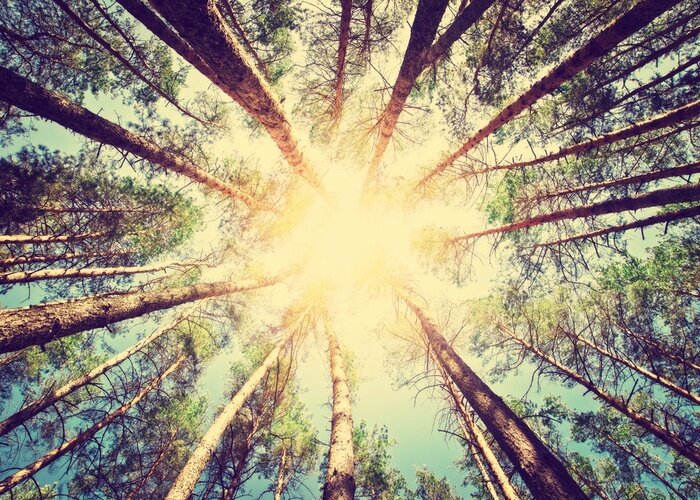 Fototapete Sonnenschein über Bäumen