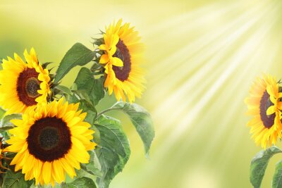 Fototapete Sonnenstrahlen auf Sonnenblumen