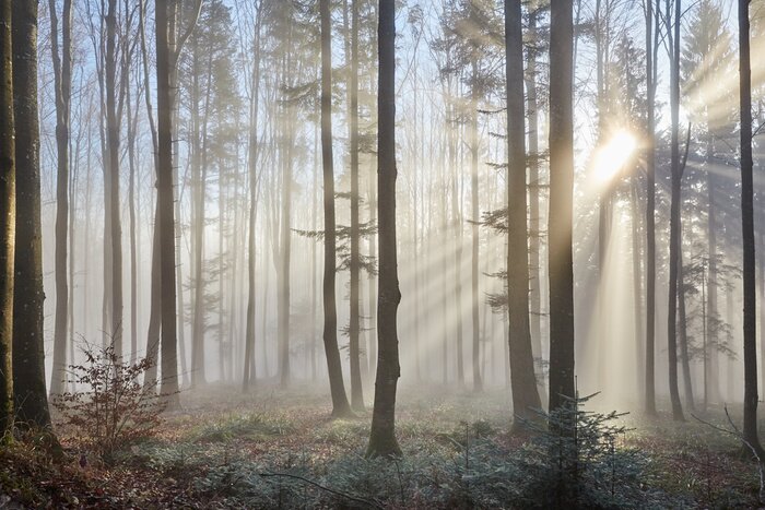 Fototapete Sonnenstrahlen durch den Nebelwald