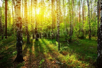 Fototapete Sonnenstrahlen im Birkenwald