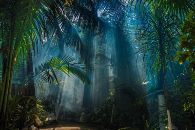 Fototapete Sonnenstrahlen im Dschungel