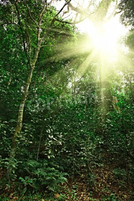 Fototapete Sonnenstrahlen im Dschungel