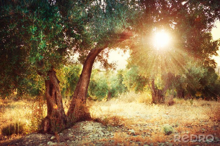 Fototapete Sonnenstrahlen in Olivenbäumen