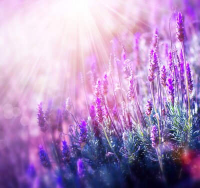Fototapete Sonnenstrahlen über Lavendel
