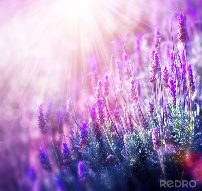 Fototapete Sonnenstrahlen über Lavendel