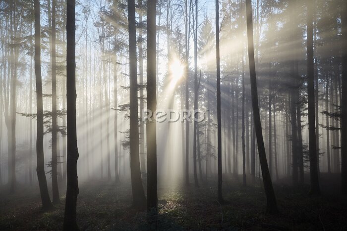 Fototapete Sonnenstrahlen zwischen Bäumen im nebligen Wald