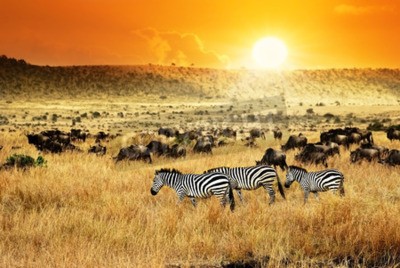 Fototapete Sonnenuntergang Afrika und Zebras