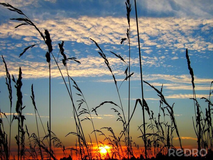 Fototapete Sonnenuntergang auf einem Hintergrund von Getreide