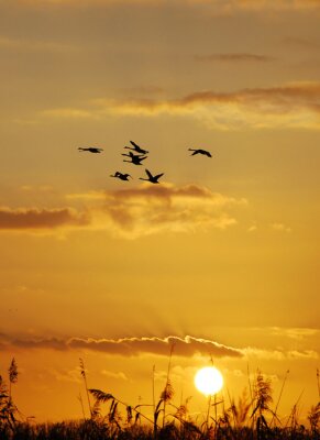 Fototapete Sonnenuntergang Feld und Vögel