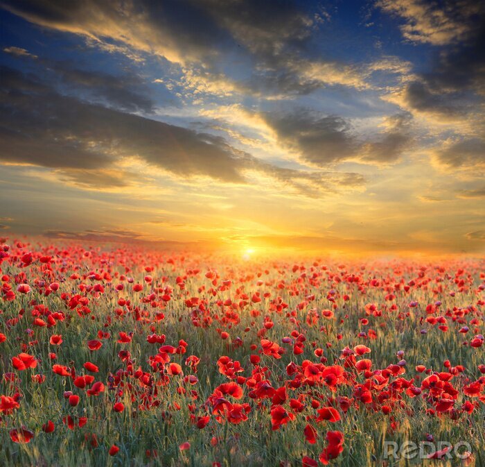 Fototapete Sonnenuntergang Himmel und rote Blumen