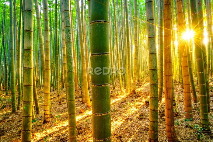 Fototapete Sonnenuntergang im Bambuswald
