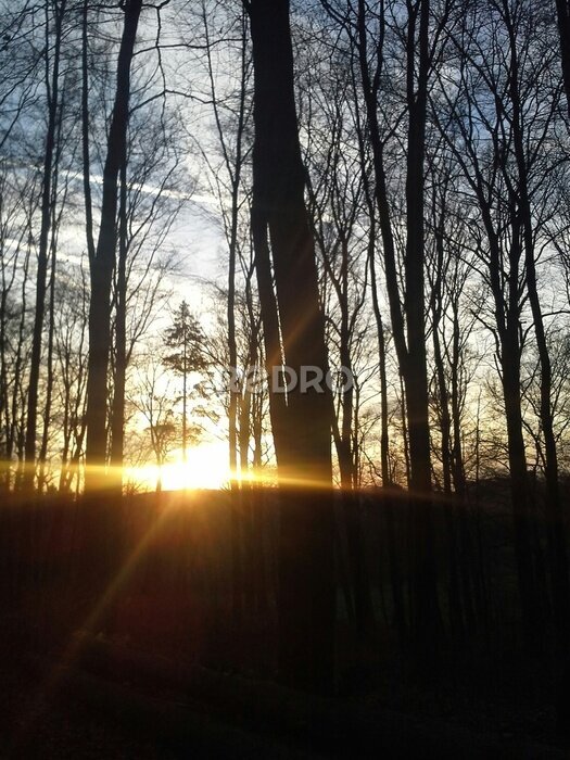 Fototapete Sonnenuntergang im Wald