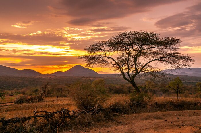 Fototapete Sonnenuntergang in der Savanne