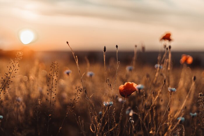 Fototapete Sonnenuntergang über einer Mohnwiese