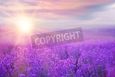 Fototapete Sonnenuntergang über Lavendelblüten