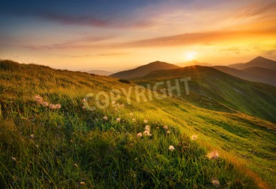 Fototapete Sonnenuntergang über Lichtung mit Pusteblumen
