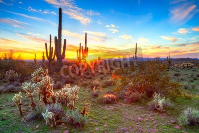 Fototapete Sonnenuntergang über Wüste Sonora