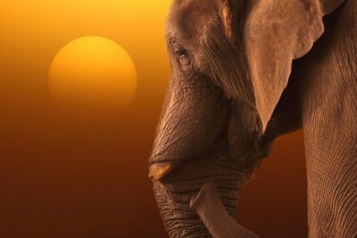 Fototapete Sonnenuntergang und Elefant