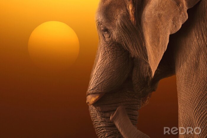 Fototapete Sonnenuntergang und Elefant