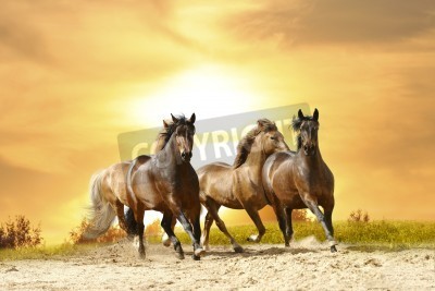 Fototapete Sonnenuntergang und pferde