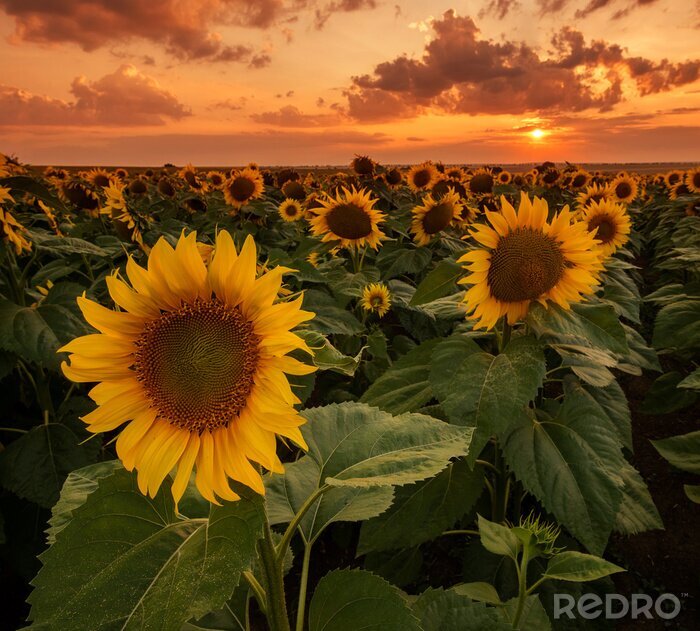 Fototapete Sonnenuntergang Wolken und Sonnenblumen