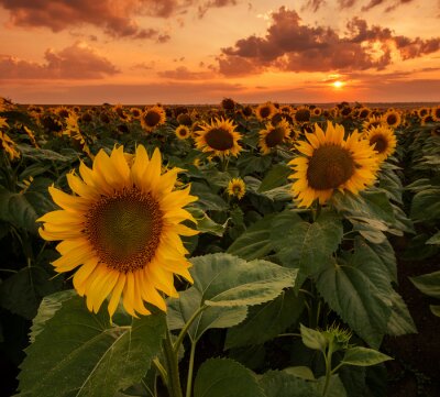 Fototapete Sonnenuntergang Wolken und Sonnenblumen