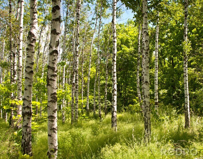 Fototapete Sonnige Birken Wald