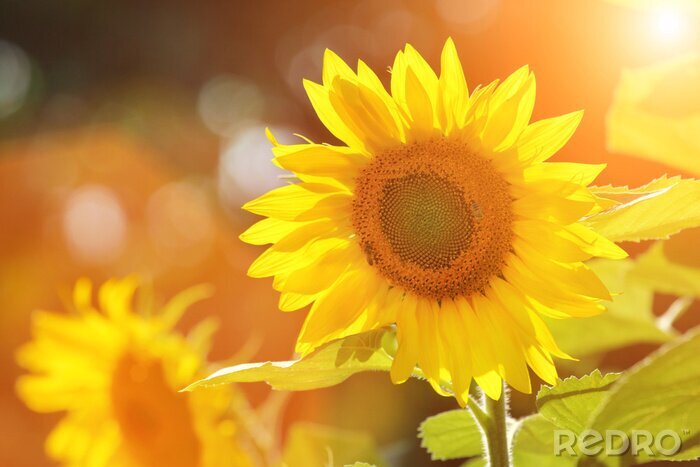 Fototapete Sonnige Fotografie mit Sonnenblume
