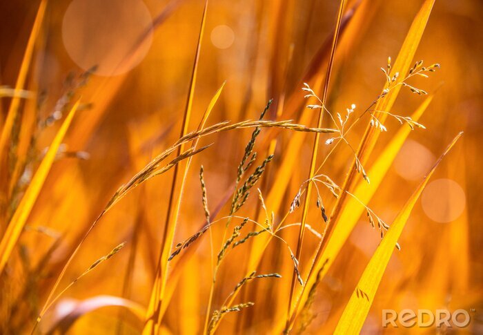 Fototapete Sonnige herbstliche Natur