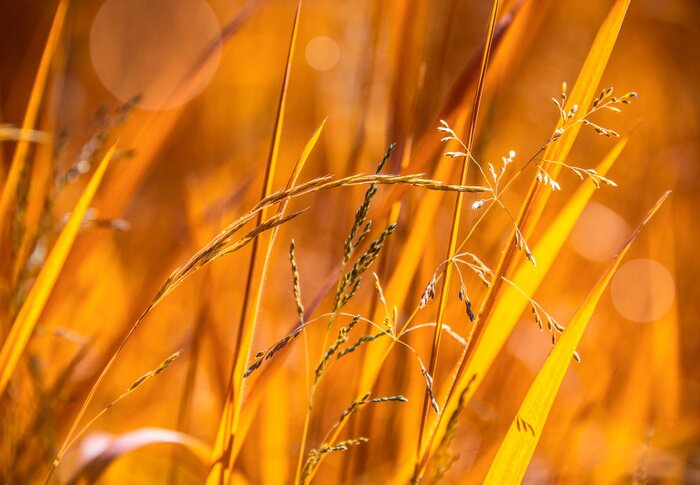 Fototapete Sonnige herbstliche Natur