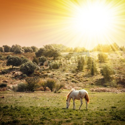 Fototapete Sonnige landschaft mit einem pferd