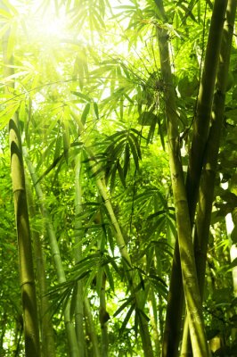 Sonniger Bambuswald