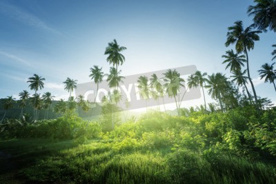 Fototapete Sonniger Dschungel und Palmen