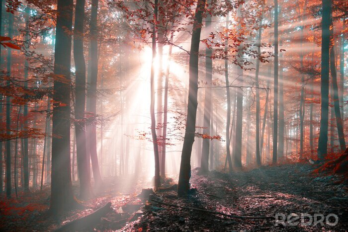 Fototapete Sonniger Herbst im Wald