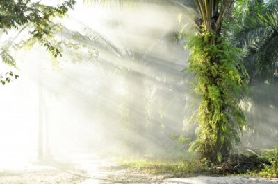 Fototapete Sonniger Morgen im tropischen Wald mit Palmen