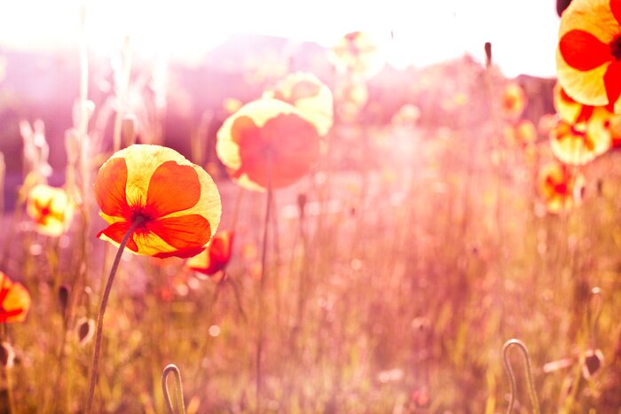 Fototapete Sonniger Tag und Natur